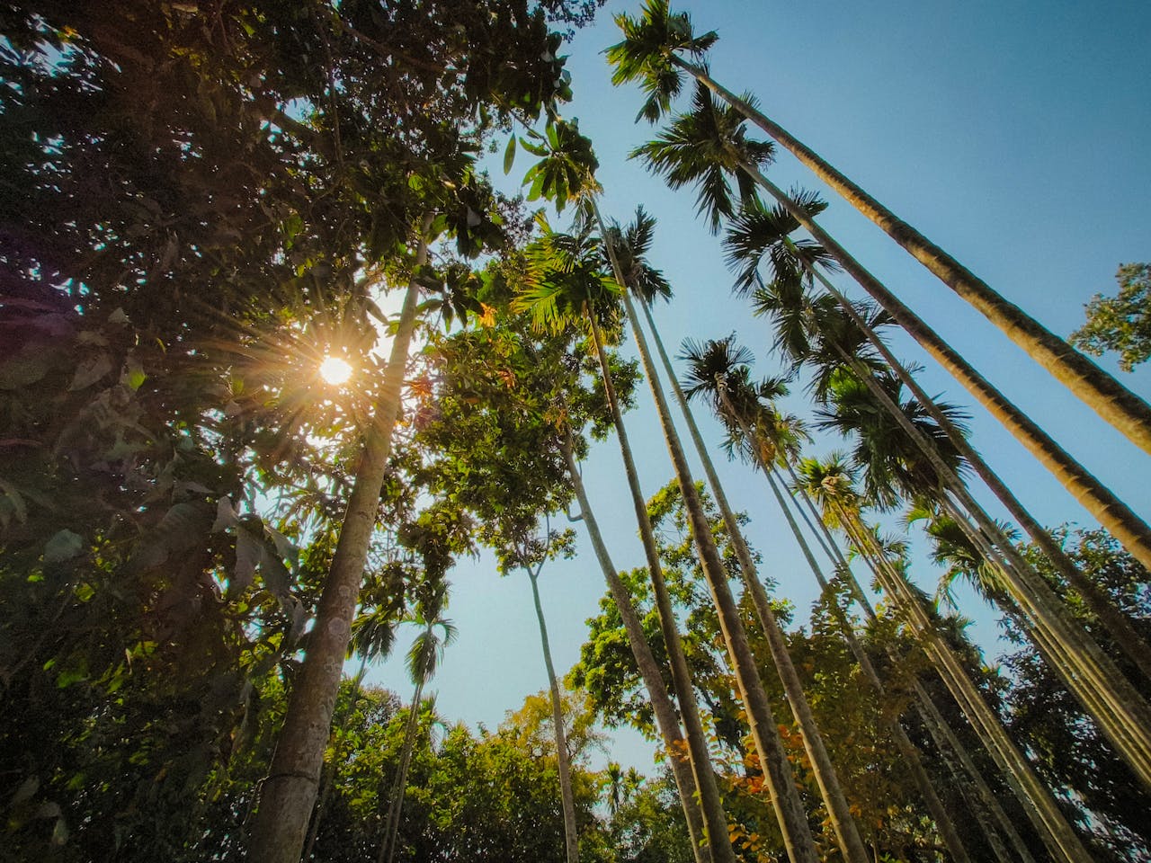 about-us Tall areca nut trees reaching towards the clear blue sky with sunlight filtering through in Baidyabati, India.