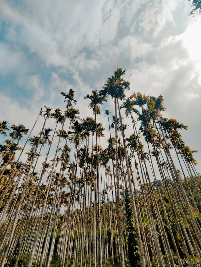 who-we-are View of tall areca palm trees reaching towards the cloudy sky, capturing a sense of nature's grandeur.